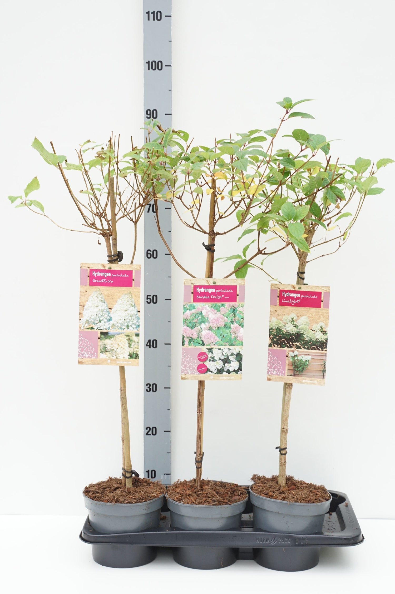 Hortensia pan. in cultivars - 50 CM STEM C2/P17