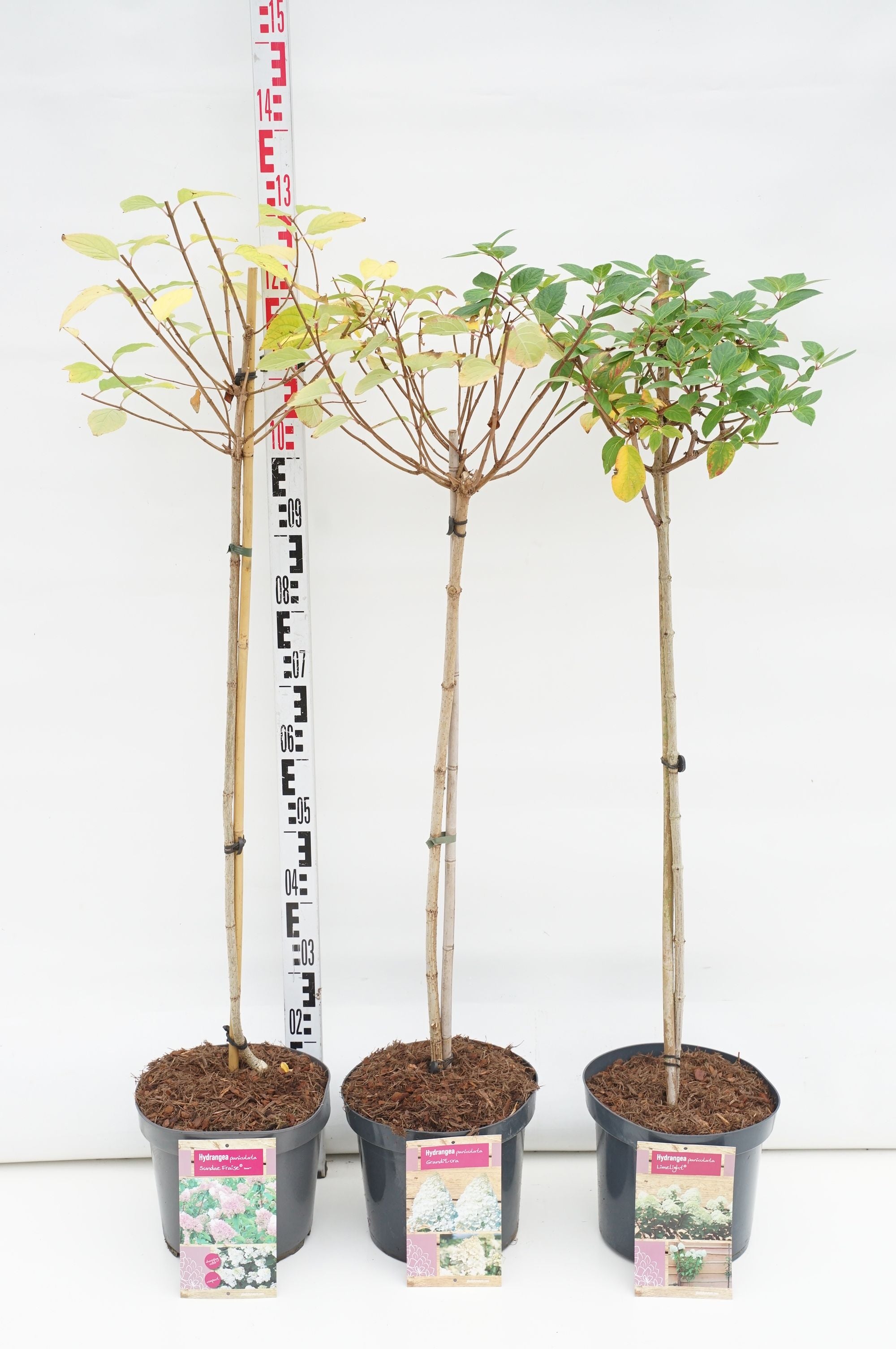Hortensia pan. in cultivars - 80 CM STEM C7,5/P26