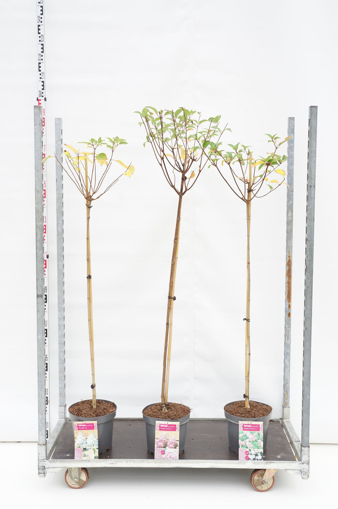 Hortensia pan. in cultivars - 100 CM STEM C7,5/P26