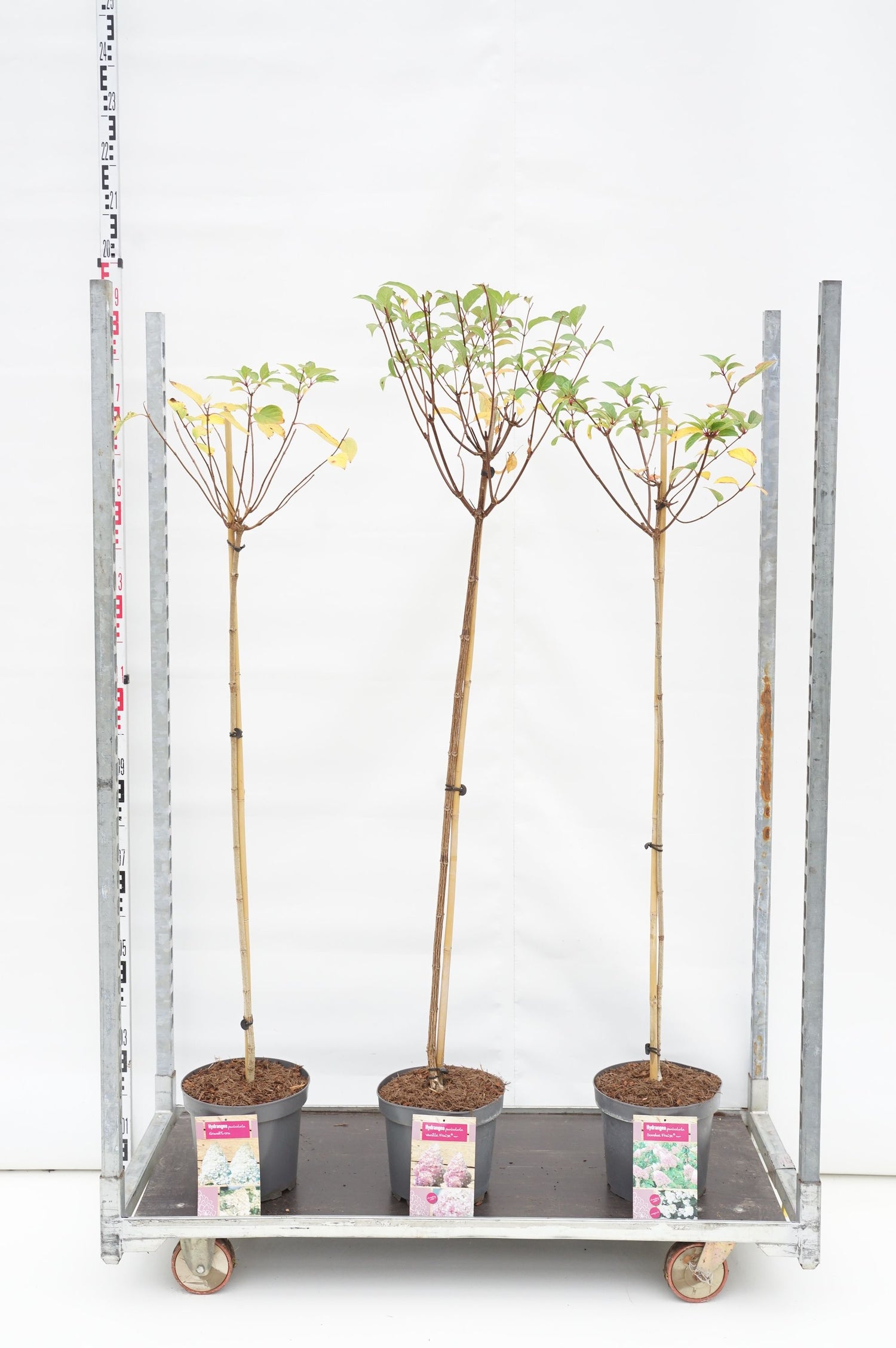 Hortensia pan. in cultivars - 100 CM STEM C7,5/P26
