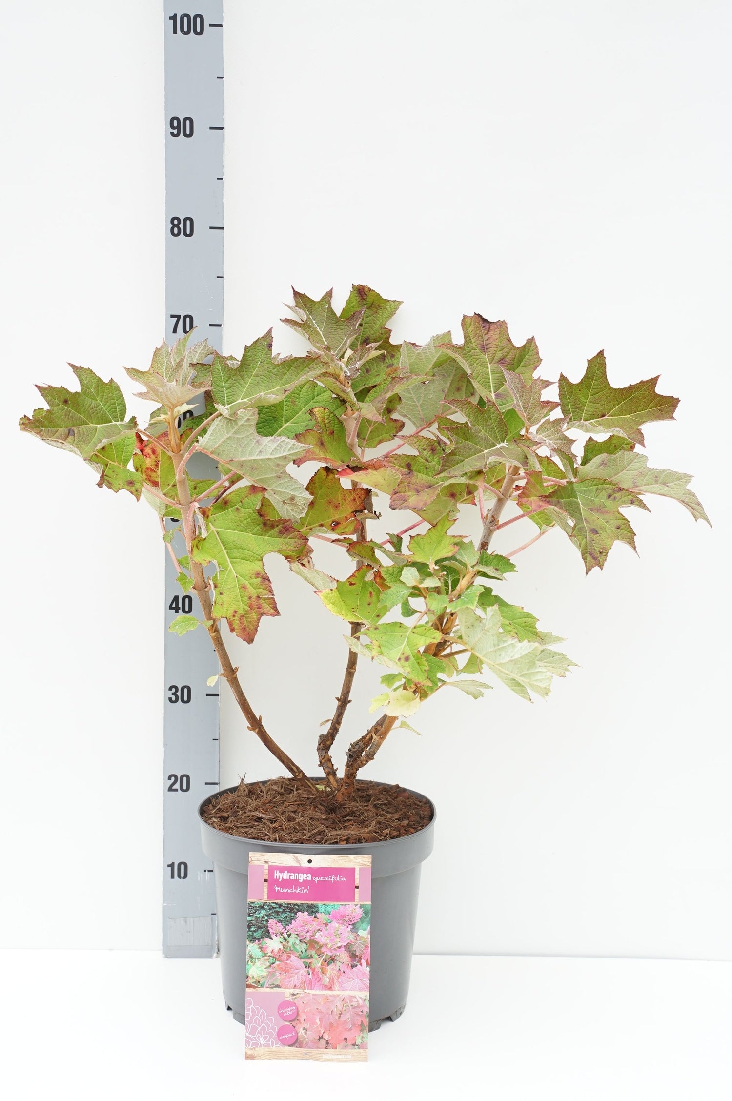 Hortensia querc. &