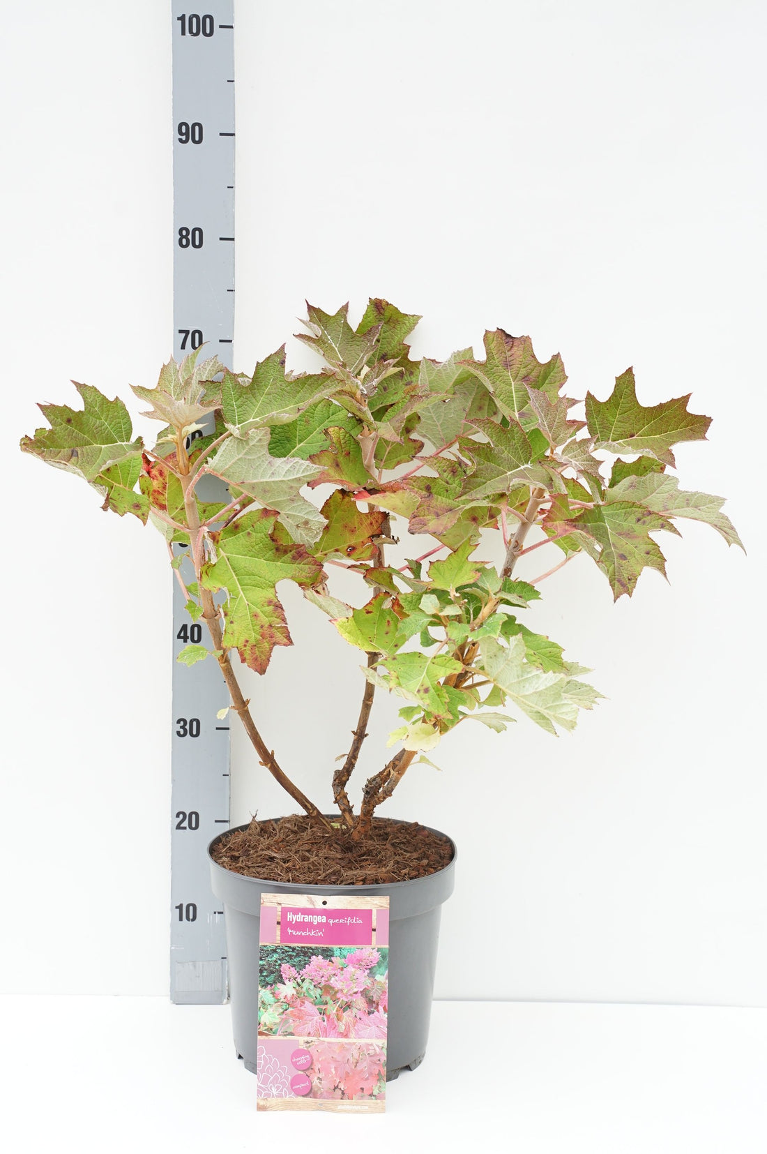 Hydrangea querc. &