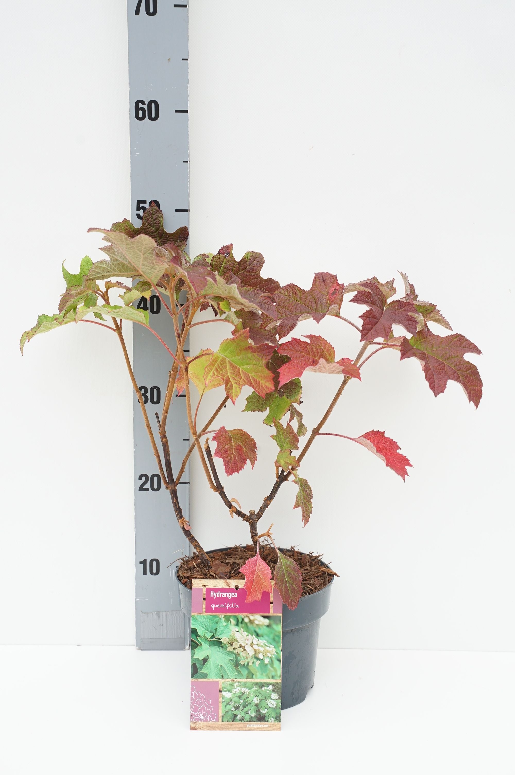 Hortensia quercifolia - C2/P17 30/+ CM