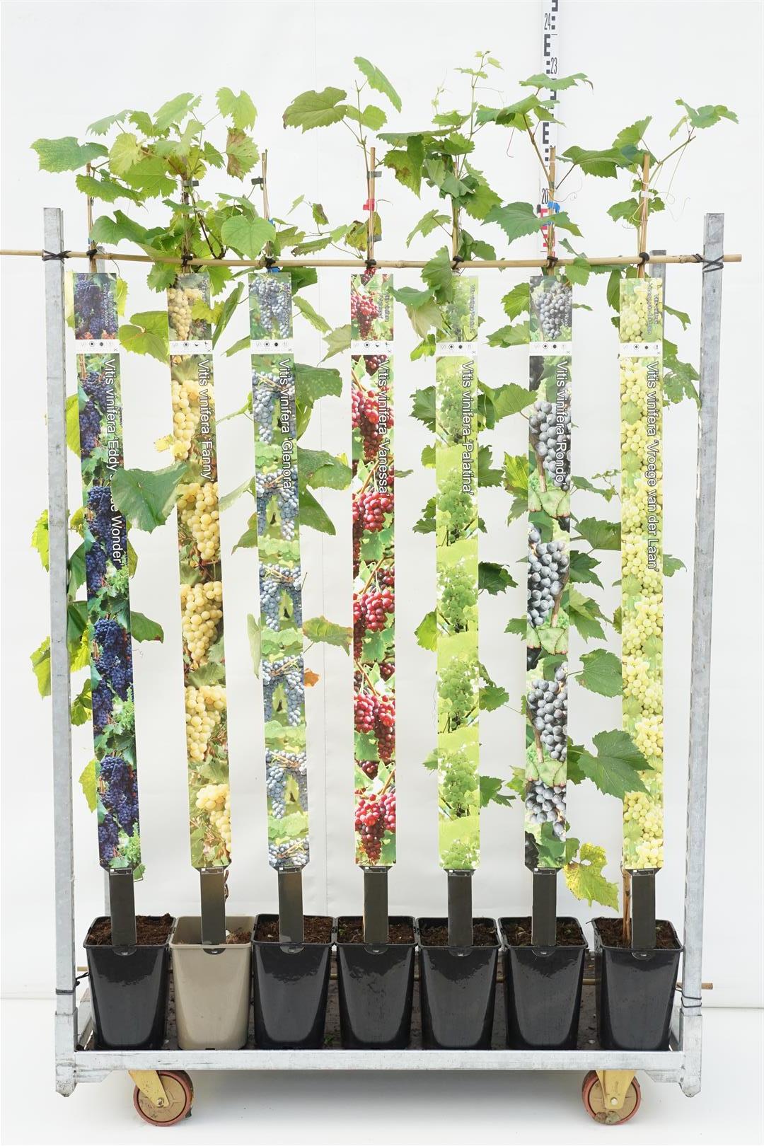 Vinranka in cultivars - C5/P23 150-175 CM