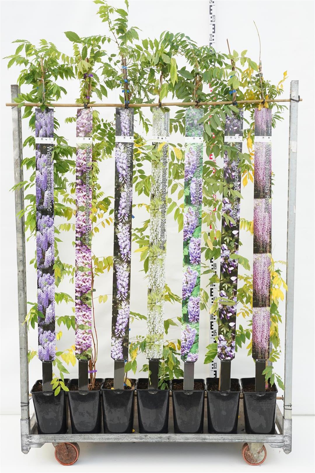 Blåregn in cultivars - C5/P23 150-175 CM