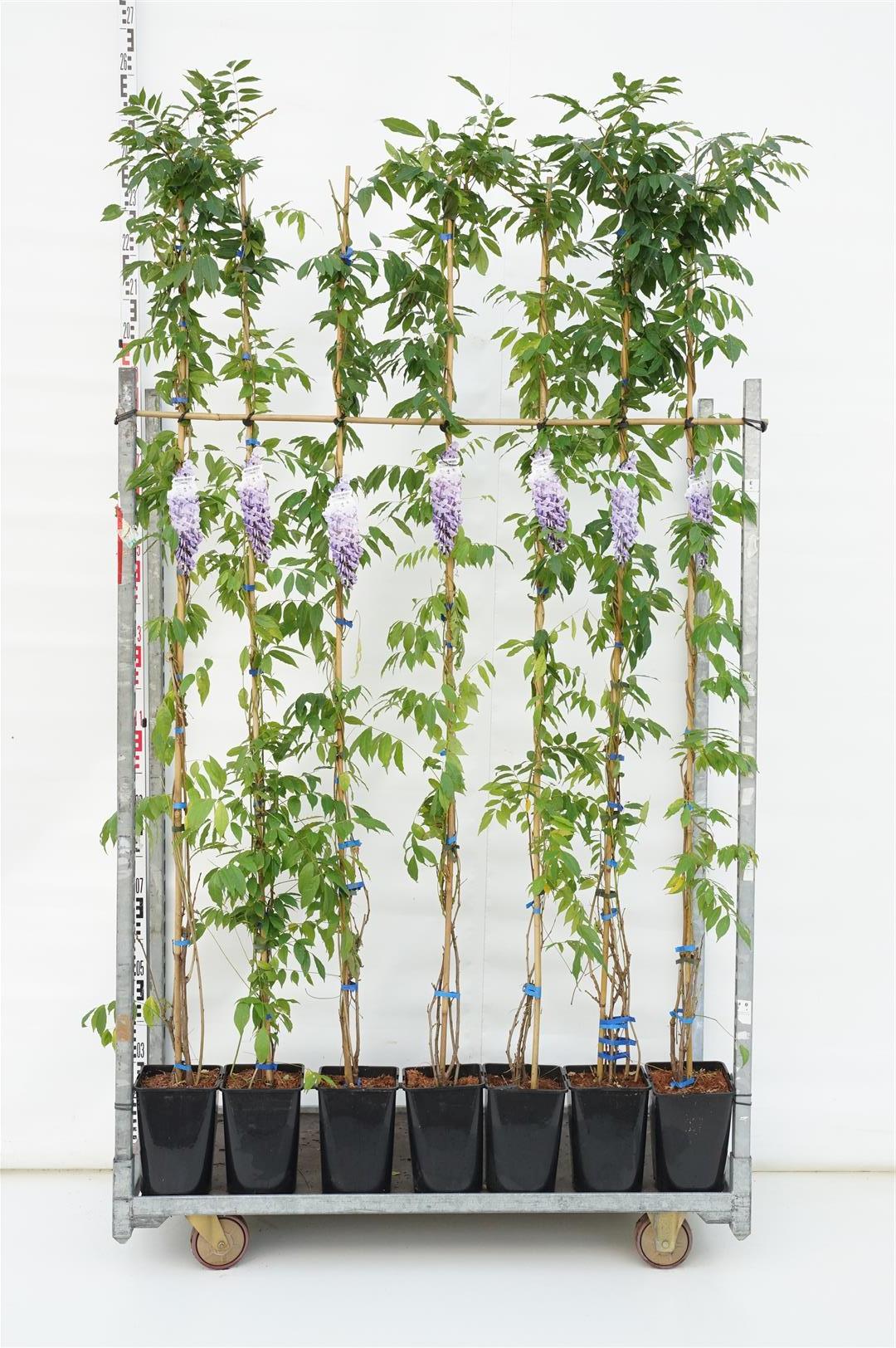 Blåregn sinensis &
