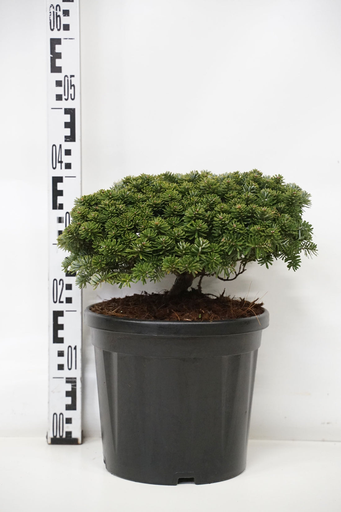 Silvergran koreana &