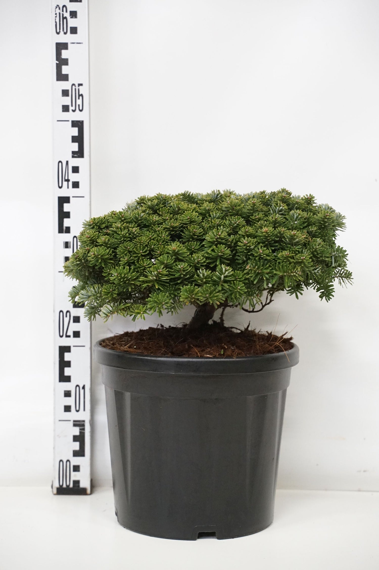 Silvergran koreana &