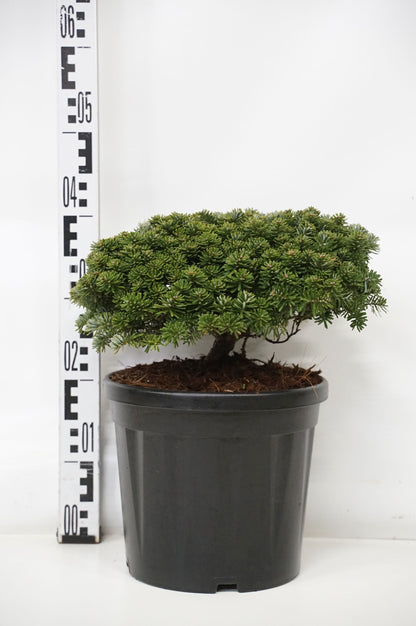 Abies koreana &