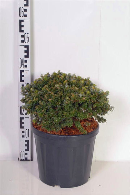 Abies koreana &