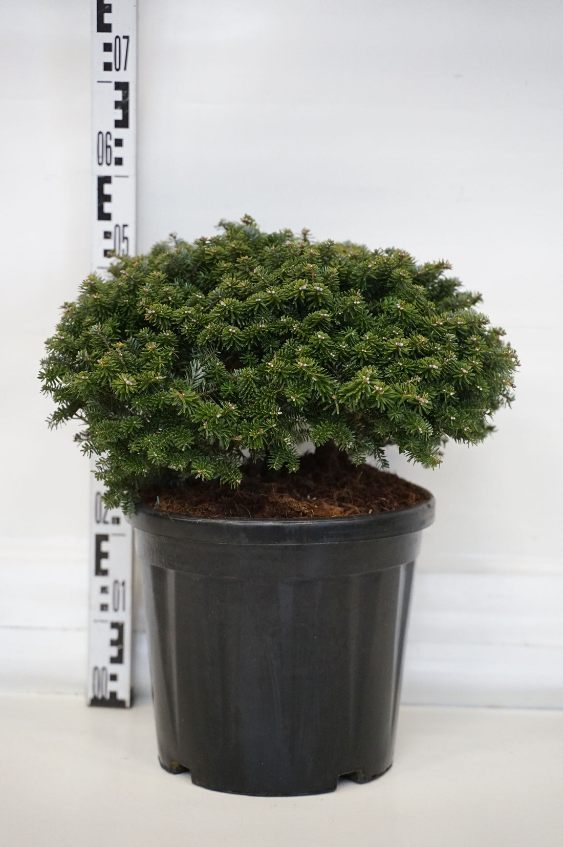 Silvergran koreana &