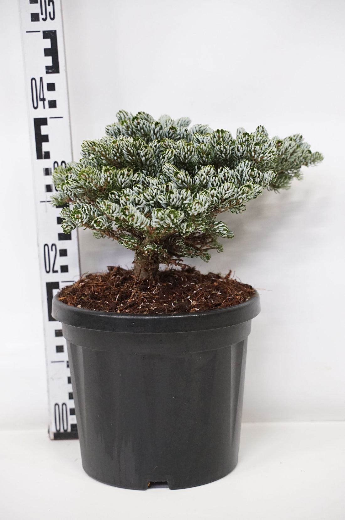 Silvergran koreana &