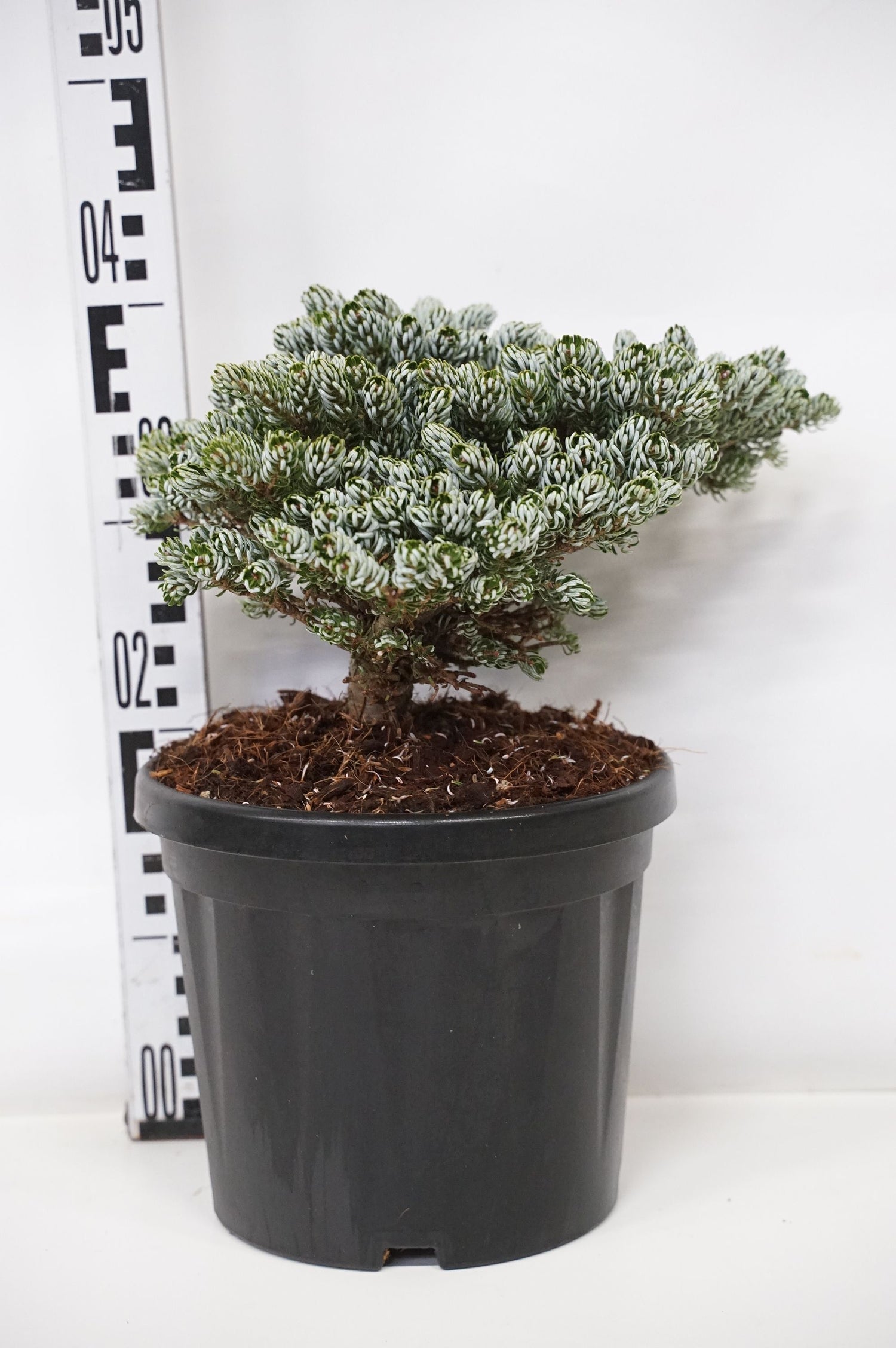Silvergran koreana &