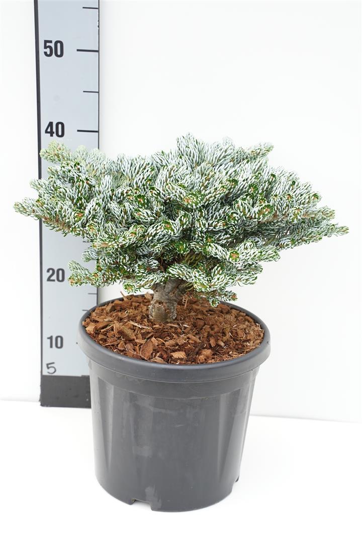 Silvergran koreana &