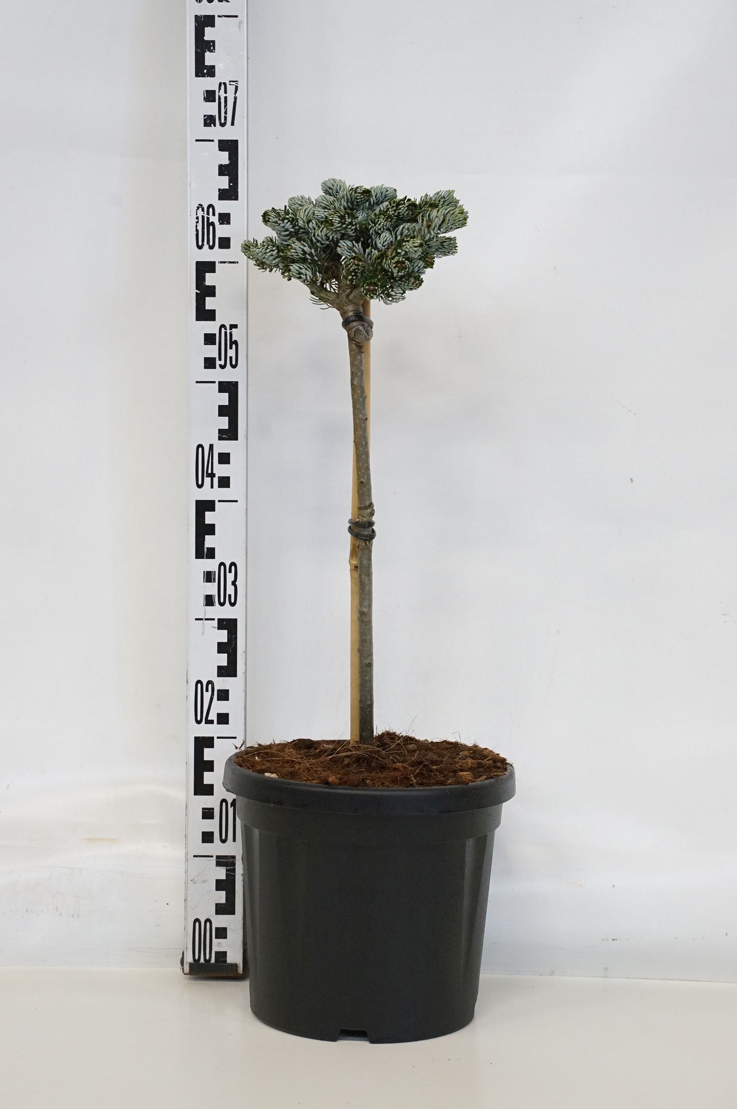 Silvergran koreana &