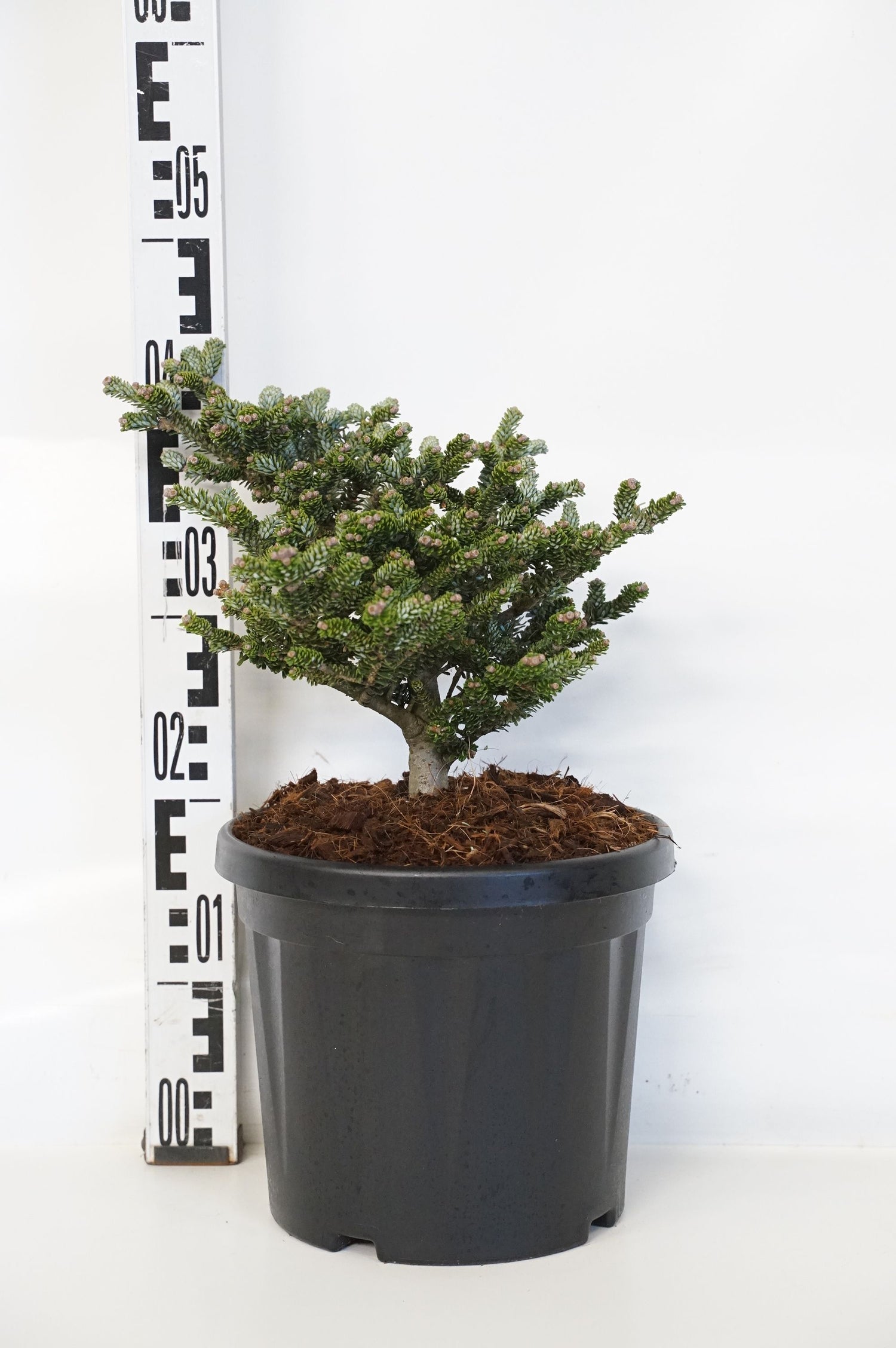 Silvergran koreana &