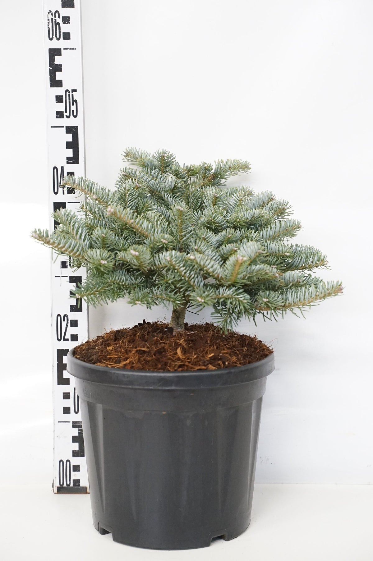 Abies koreana &