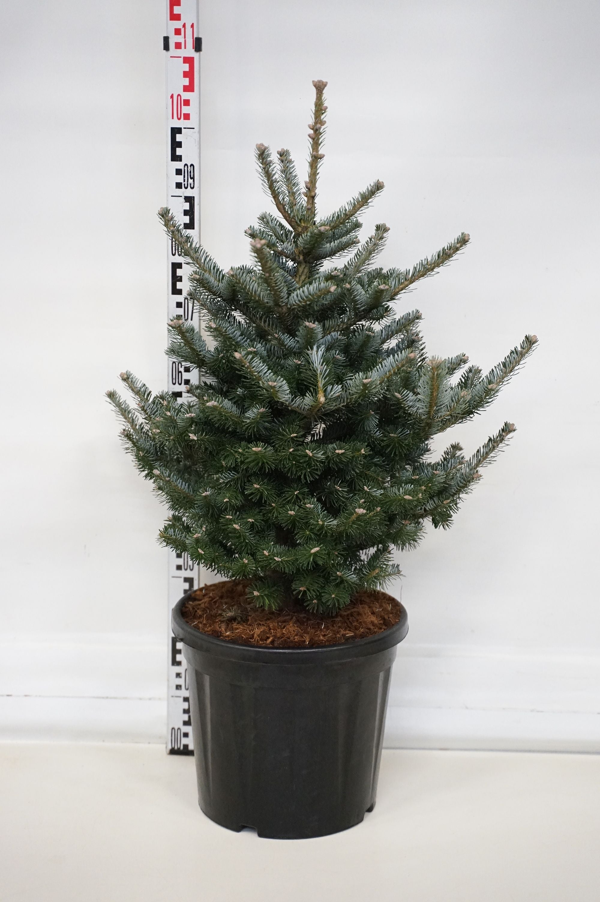 Silvergran koreana &