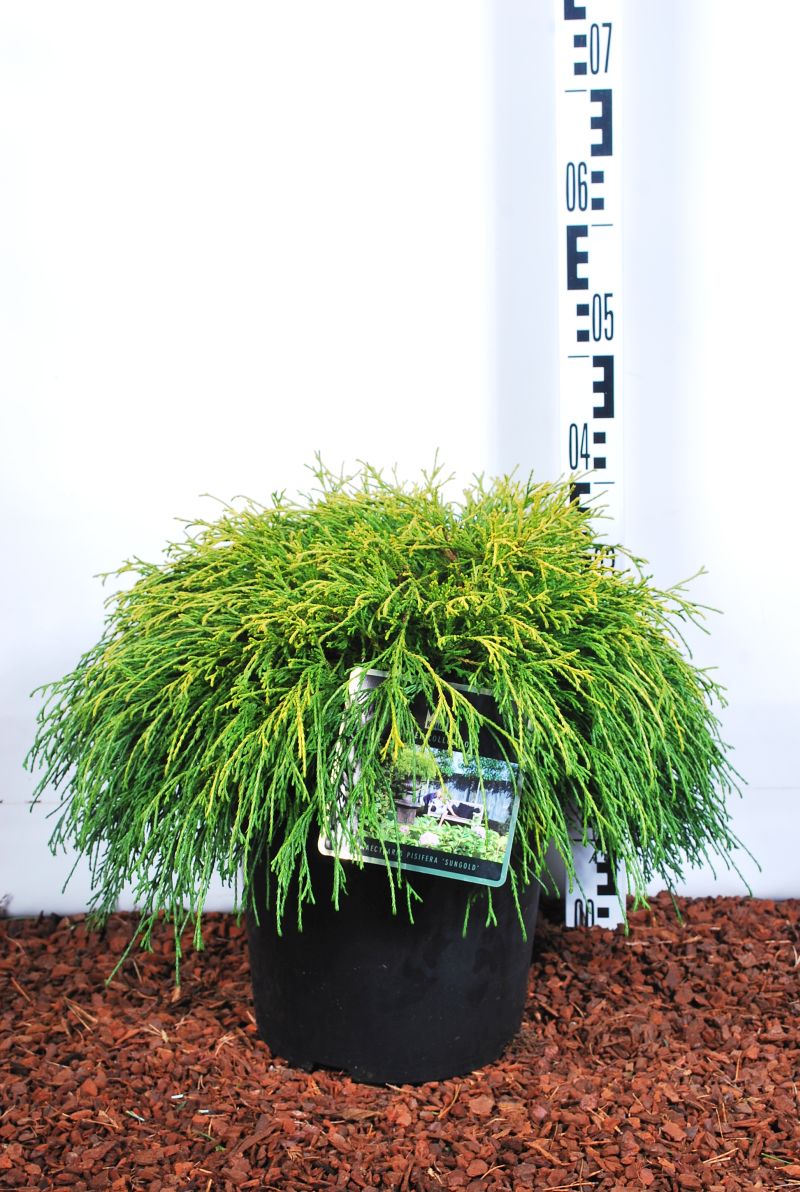 Ädelcypress p. &