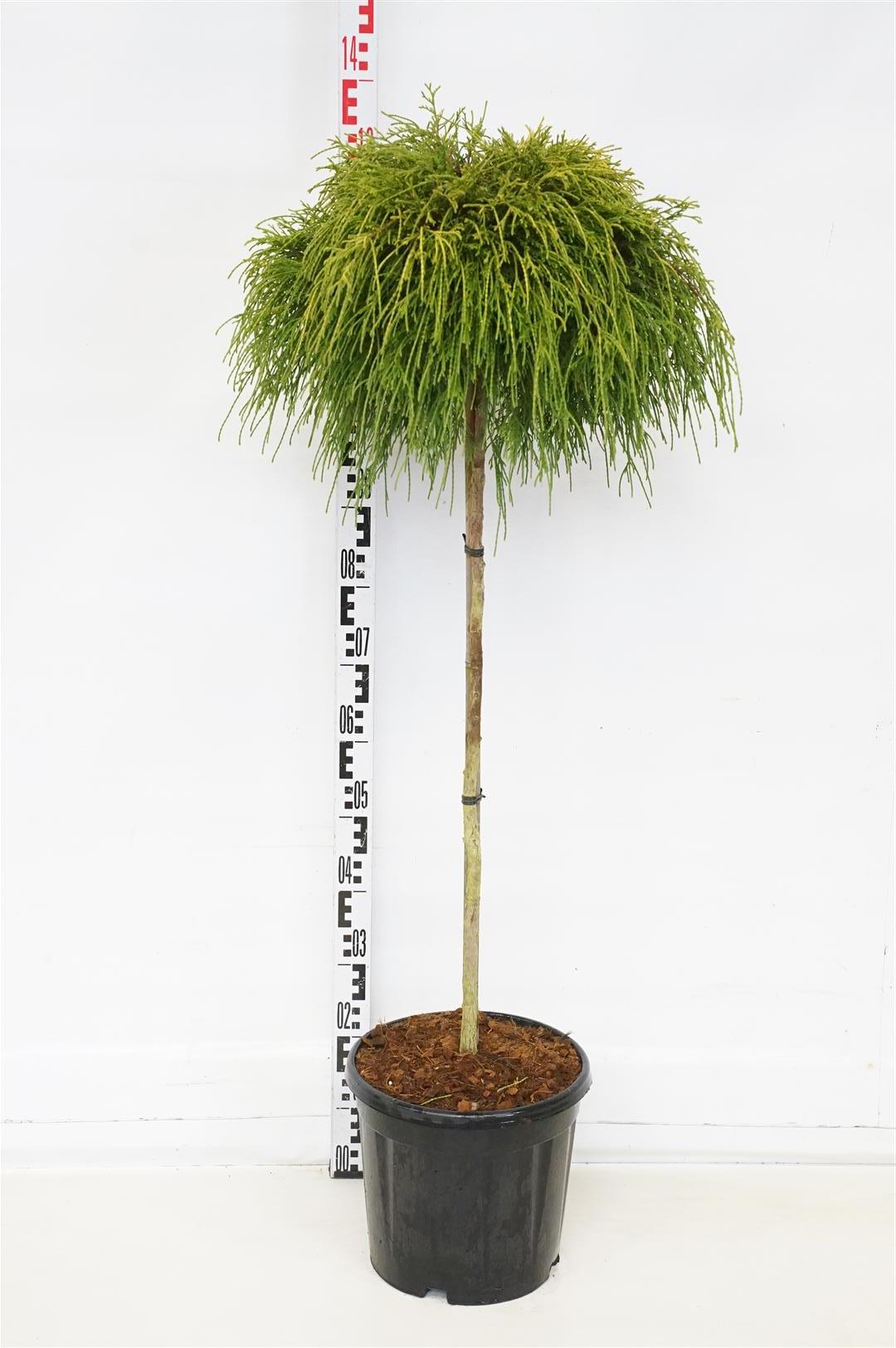 Ädelcypress p. &