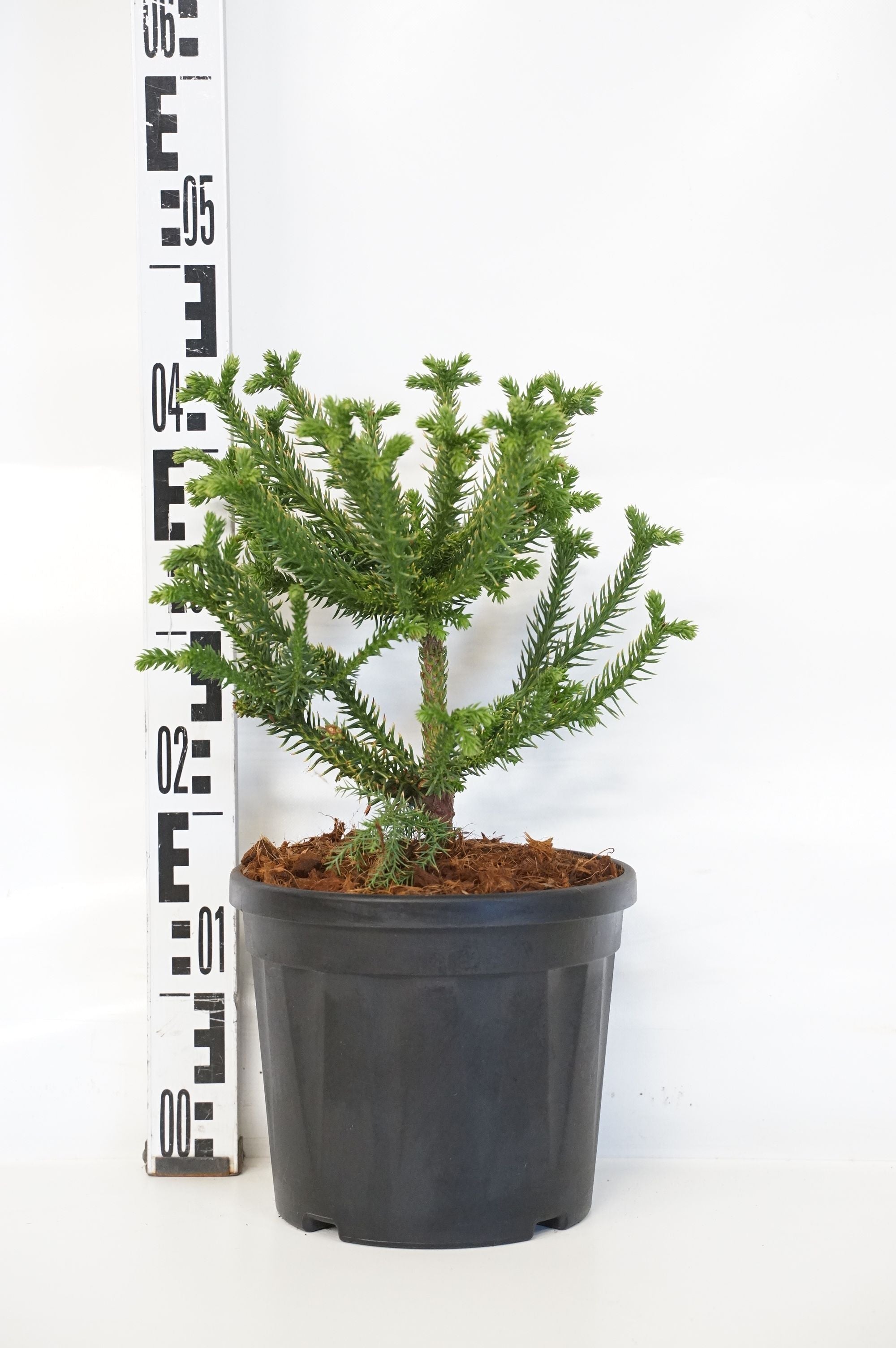 Cryptomeria j. &
