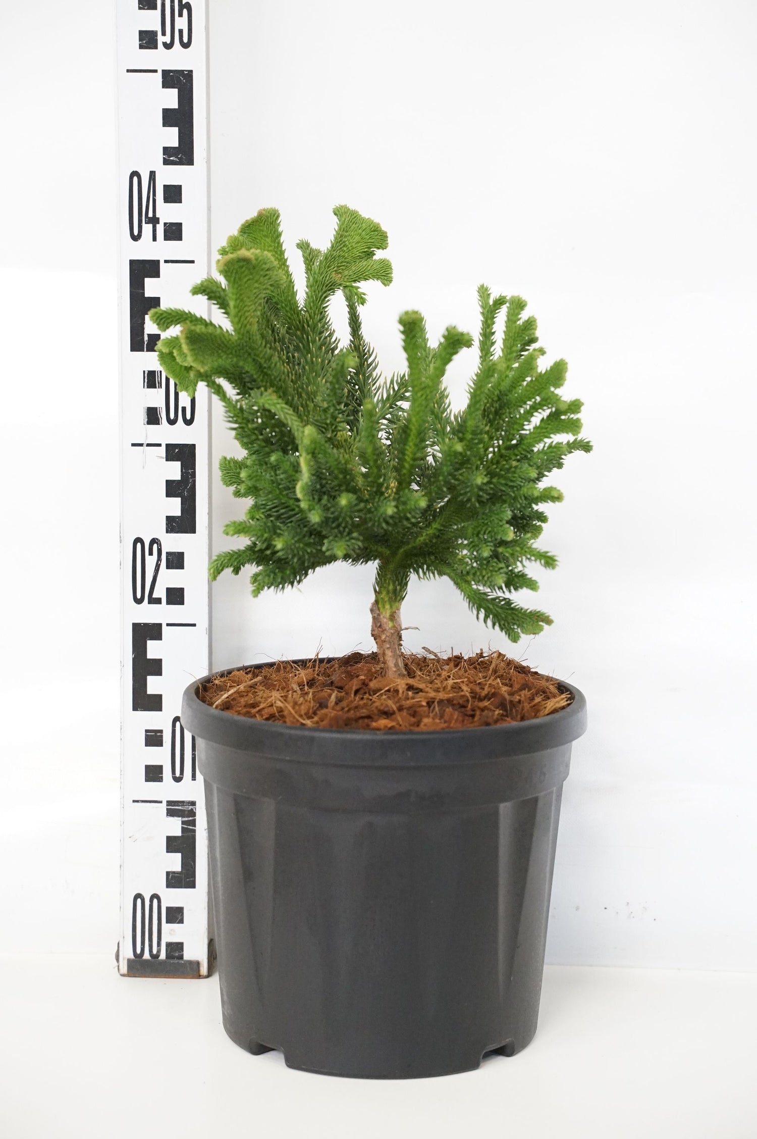 Cryptomeria j. &