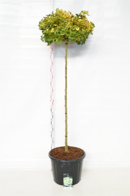 Ginkgo biloba &
