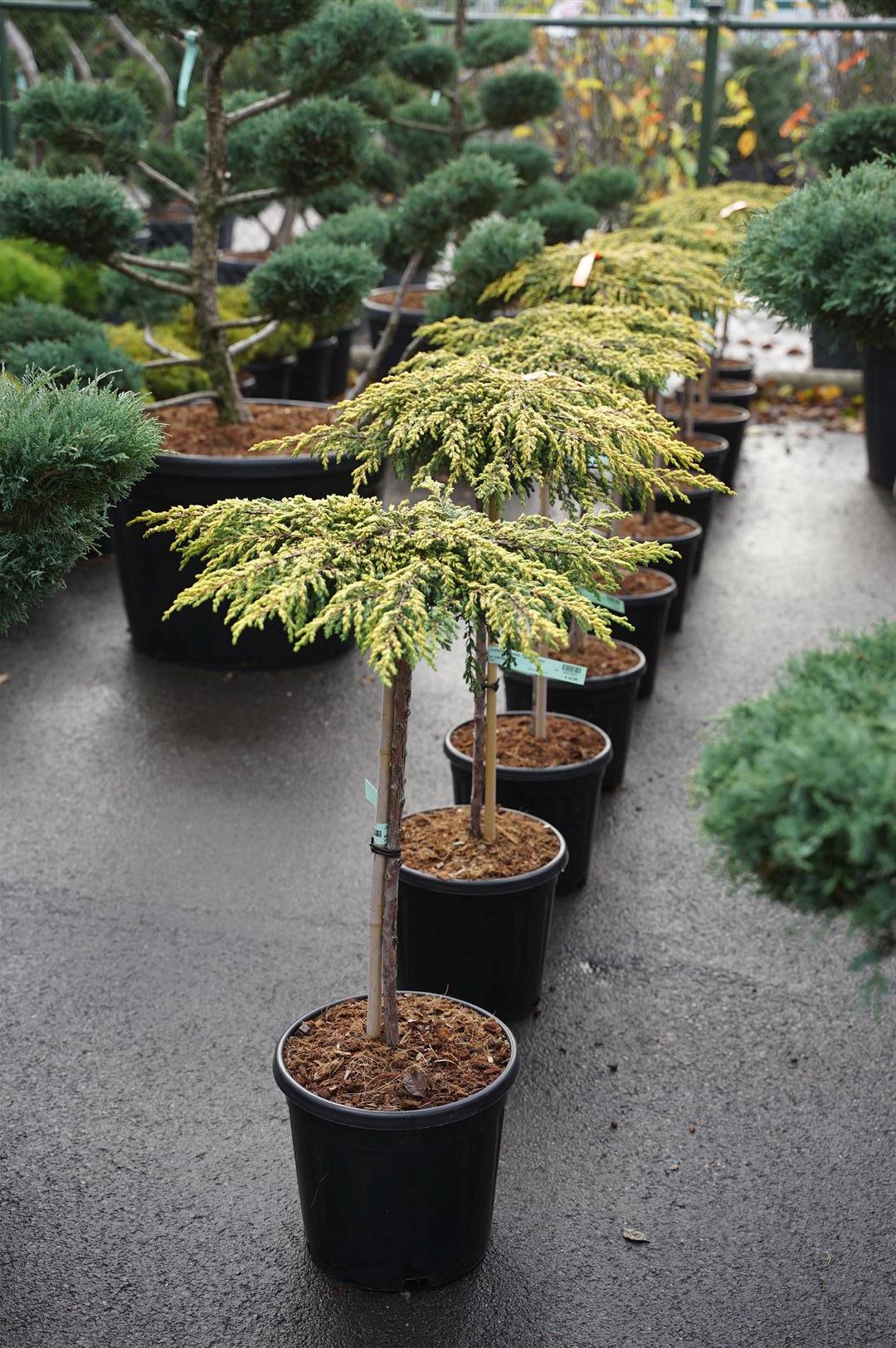 TW-2792090