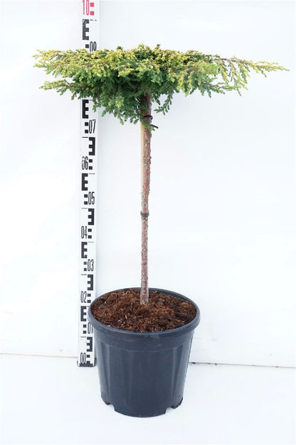 Juniperus comm. &