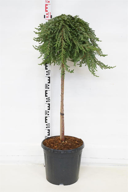 Juniperus comm. &