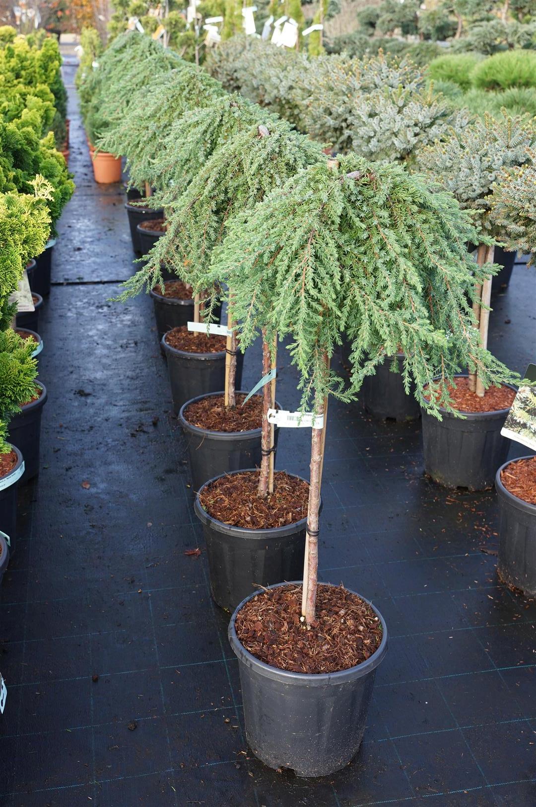 TW-2792046