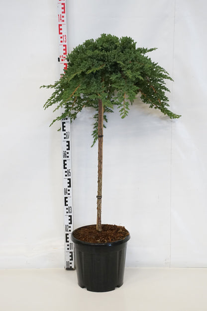 Juniperus proc. &