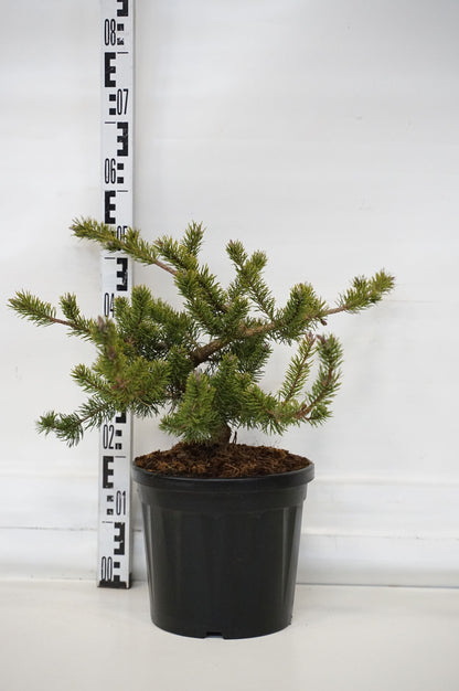 Pinus banksiana &