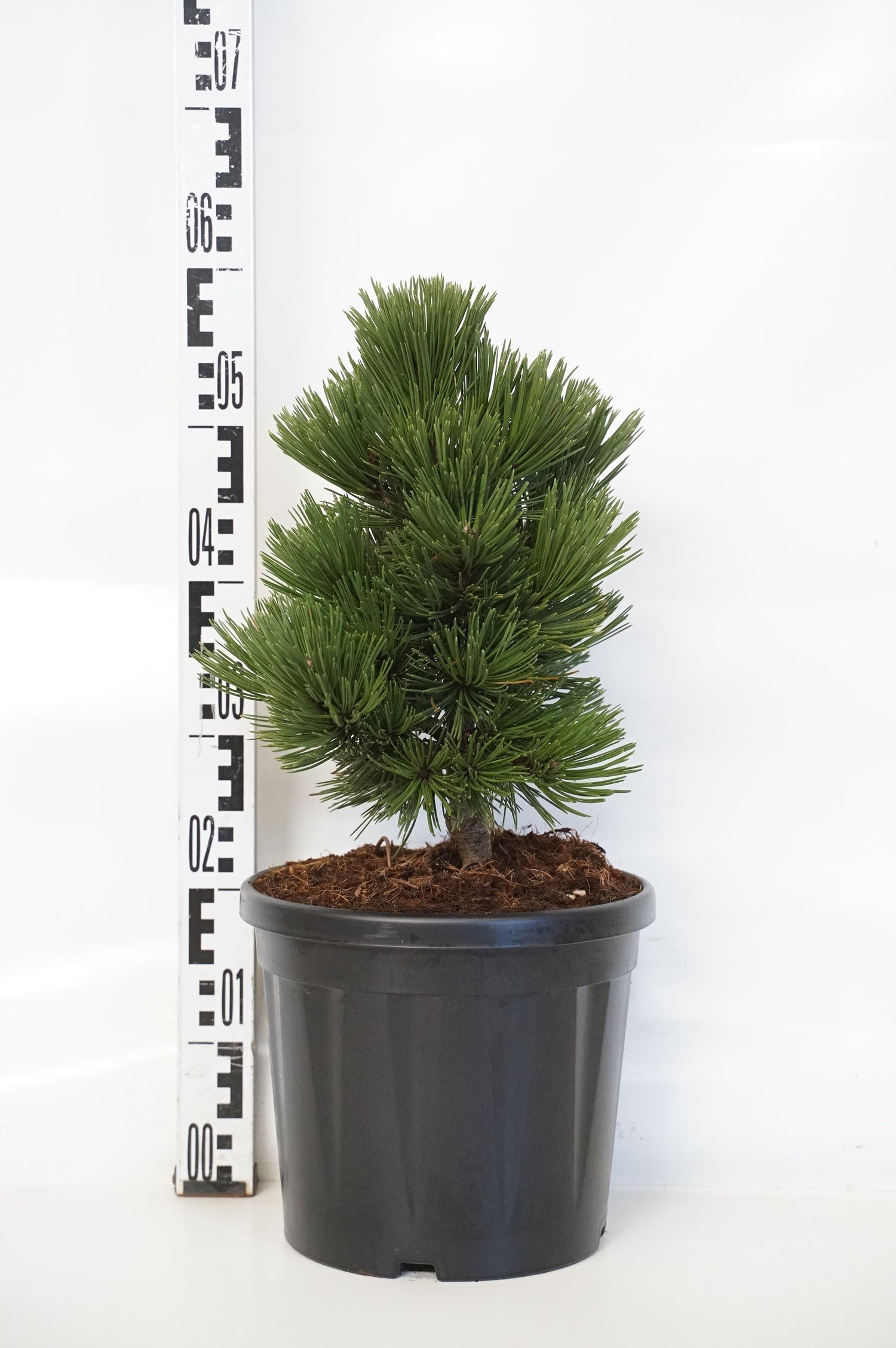 Tall leuc. &