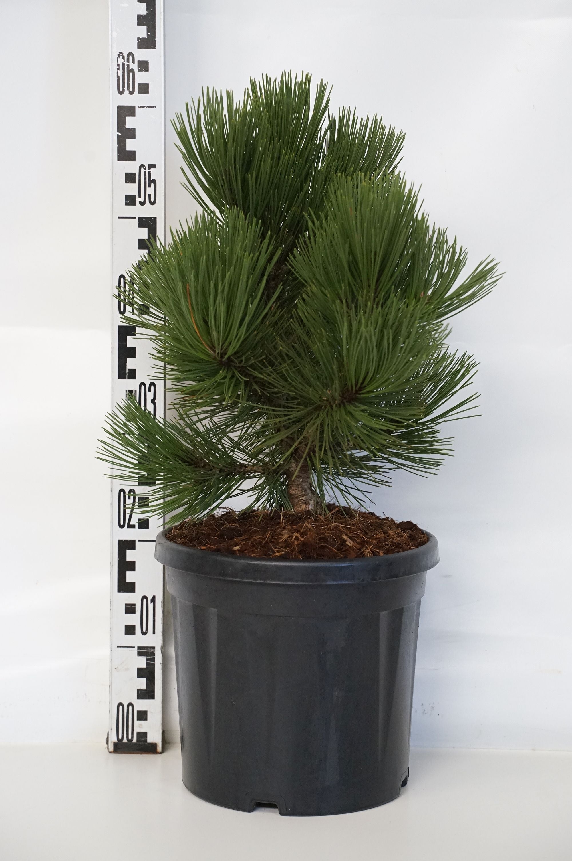 Tall leuc. &