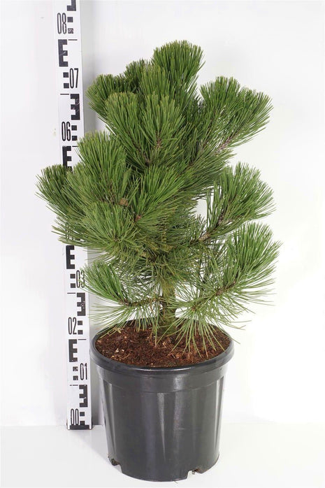 Pinus leuc. 'Malinky'