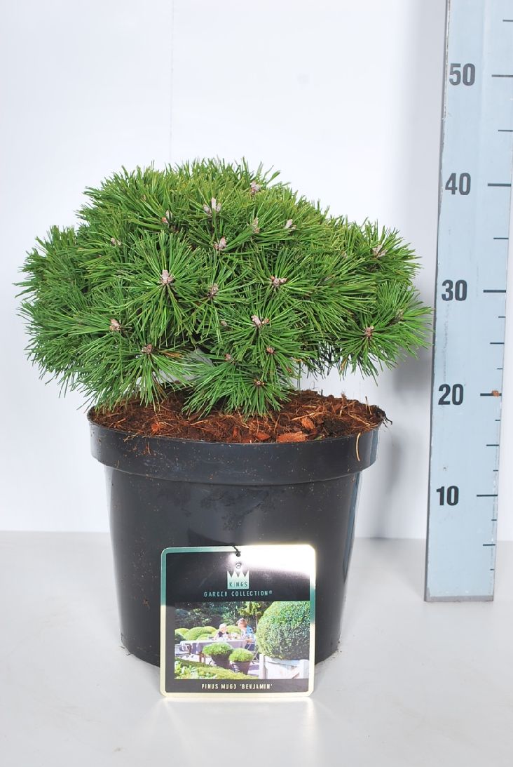 Pinus mugo &