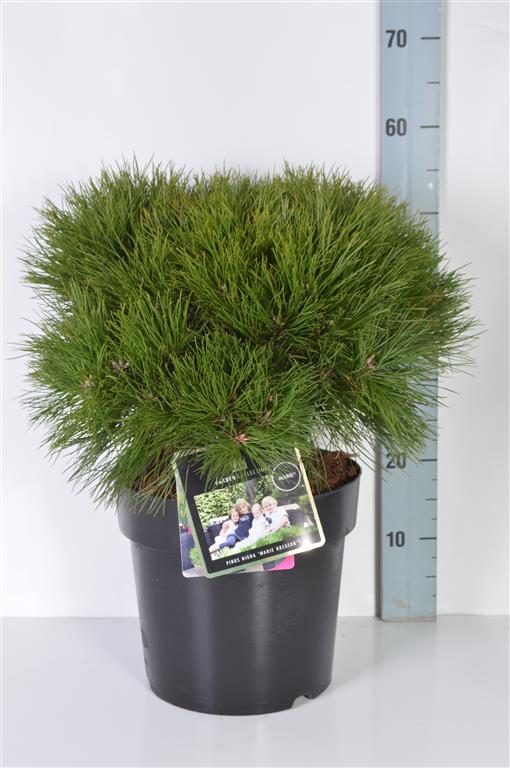 Pinus &