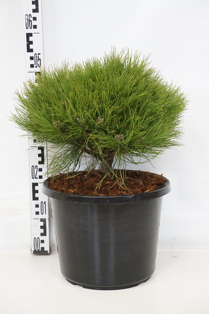 Pinus &