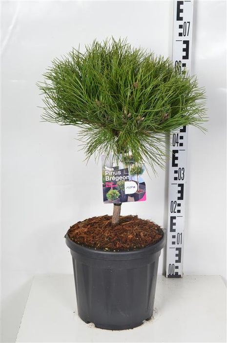 Pinus 'Marie Bregeon'