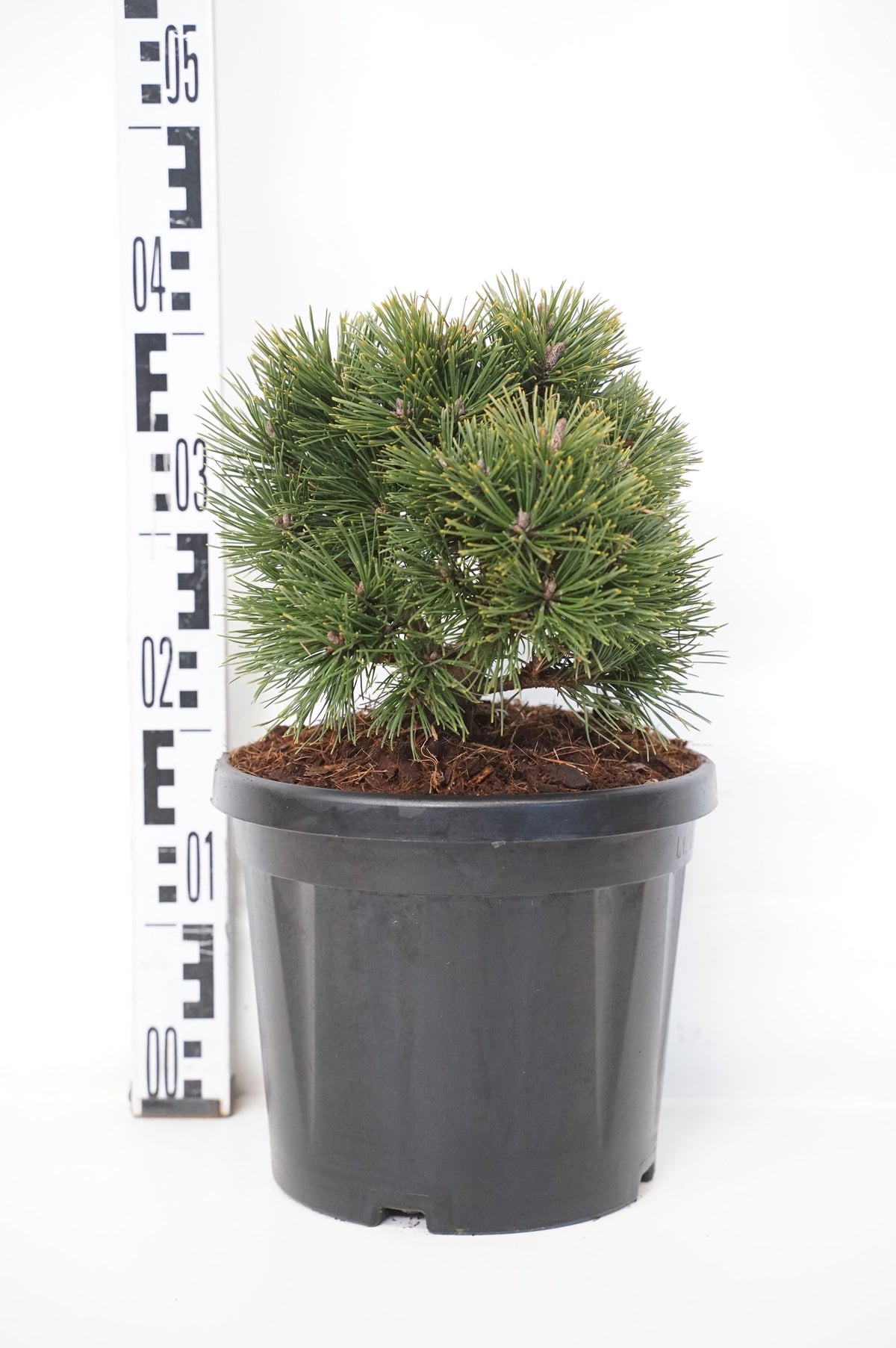 Pinus mugo &