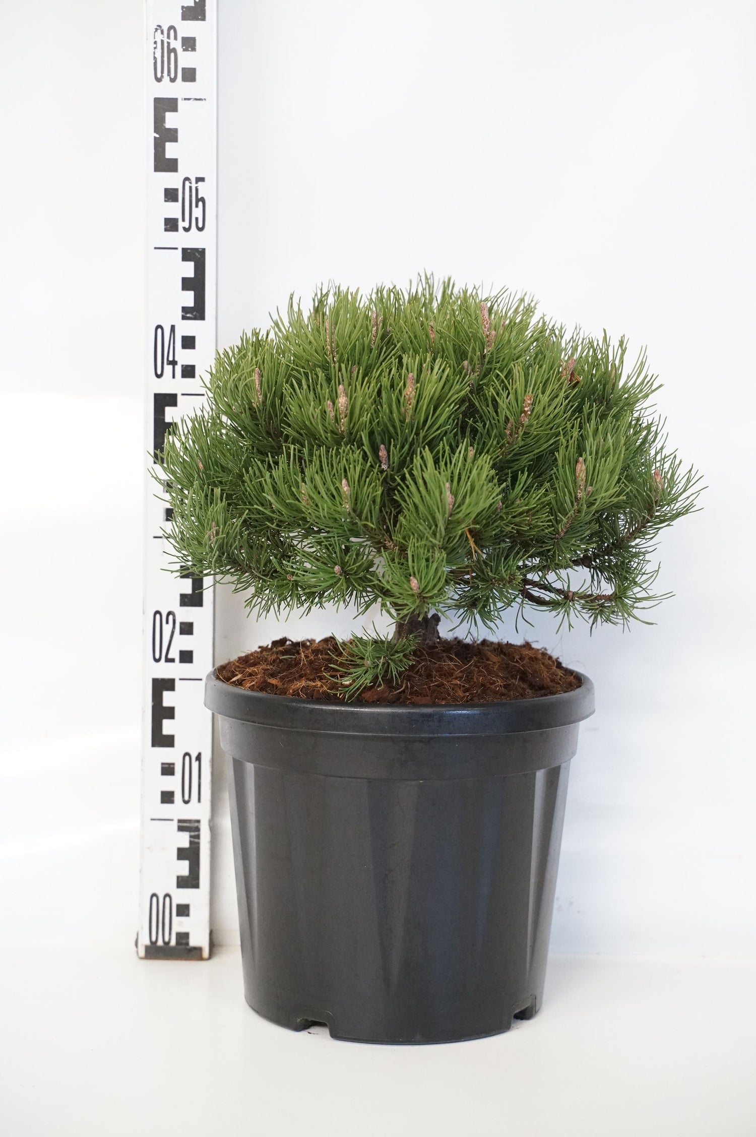 Pinus mugo &