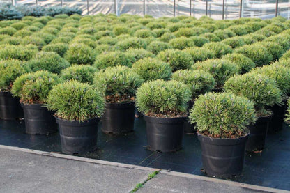 Pinus mugo &