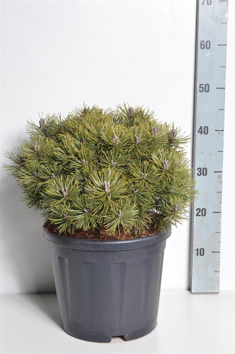 TW-2806642