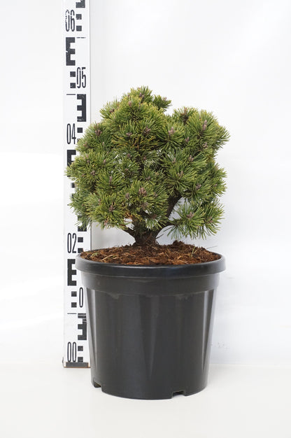 Pinus mugo &