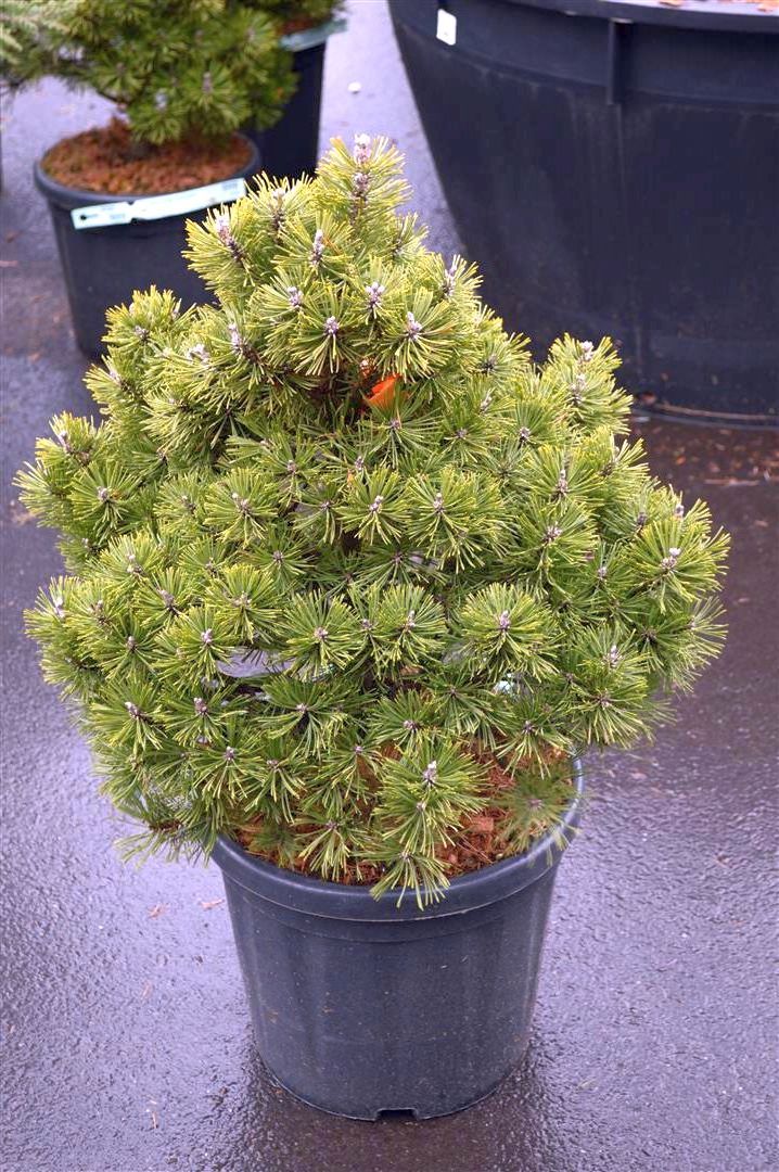 Pinus mugo &