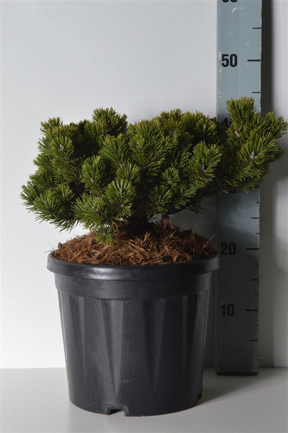 Pinus mugo &
