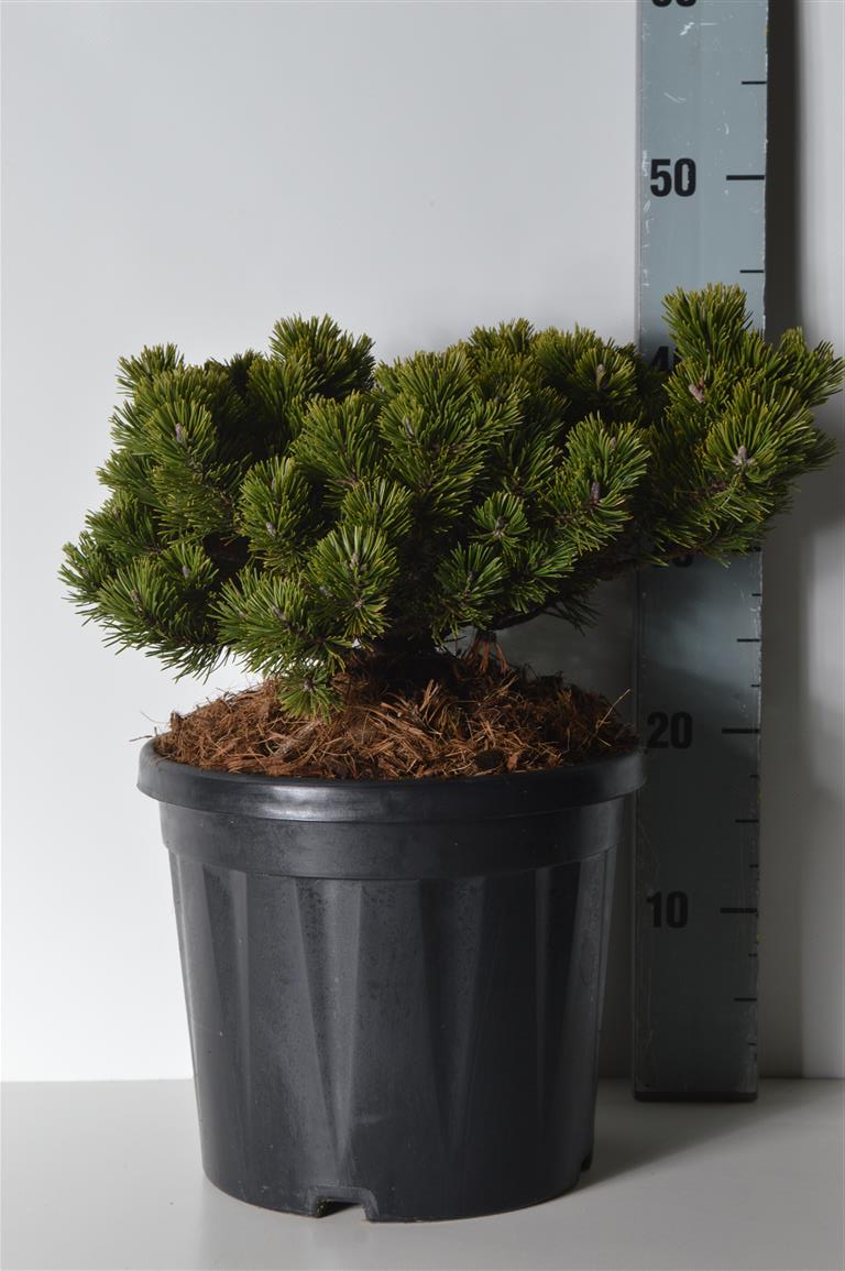 Pinus mugo &