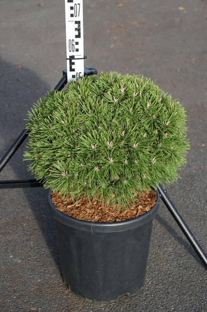 Pinus mugo &