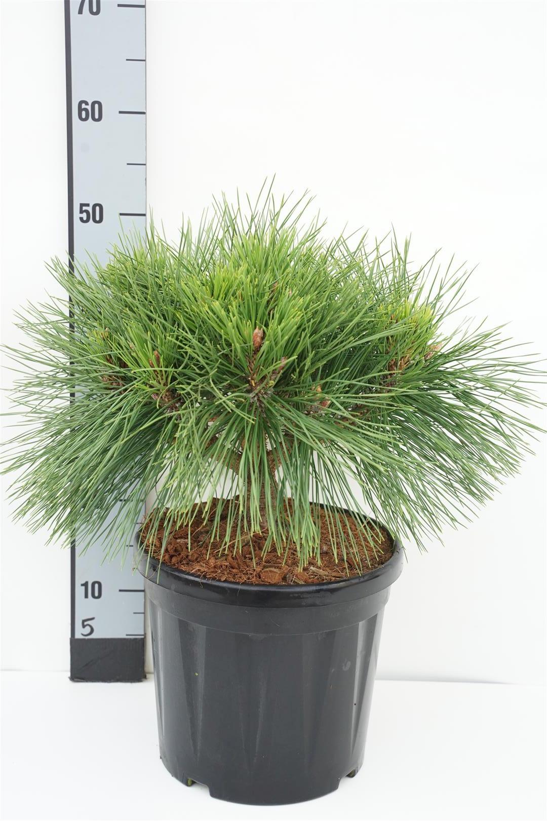 Tall nigra &